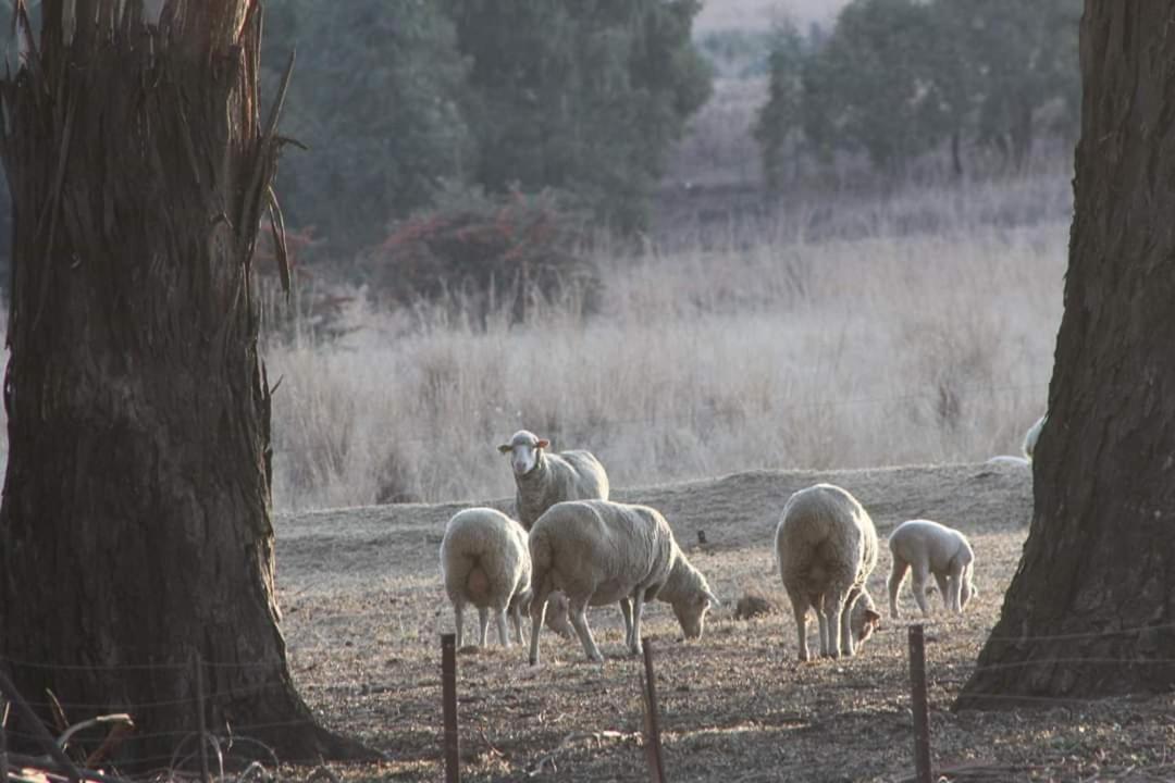 Forellenhof Guest Farm Wakkerstroom Buitenkant foto