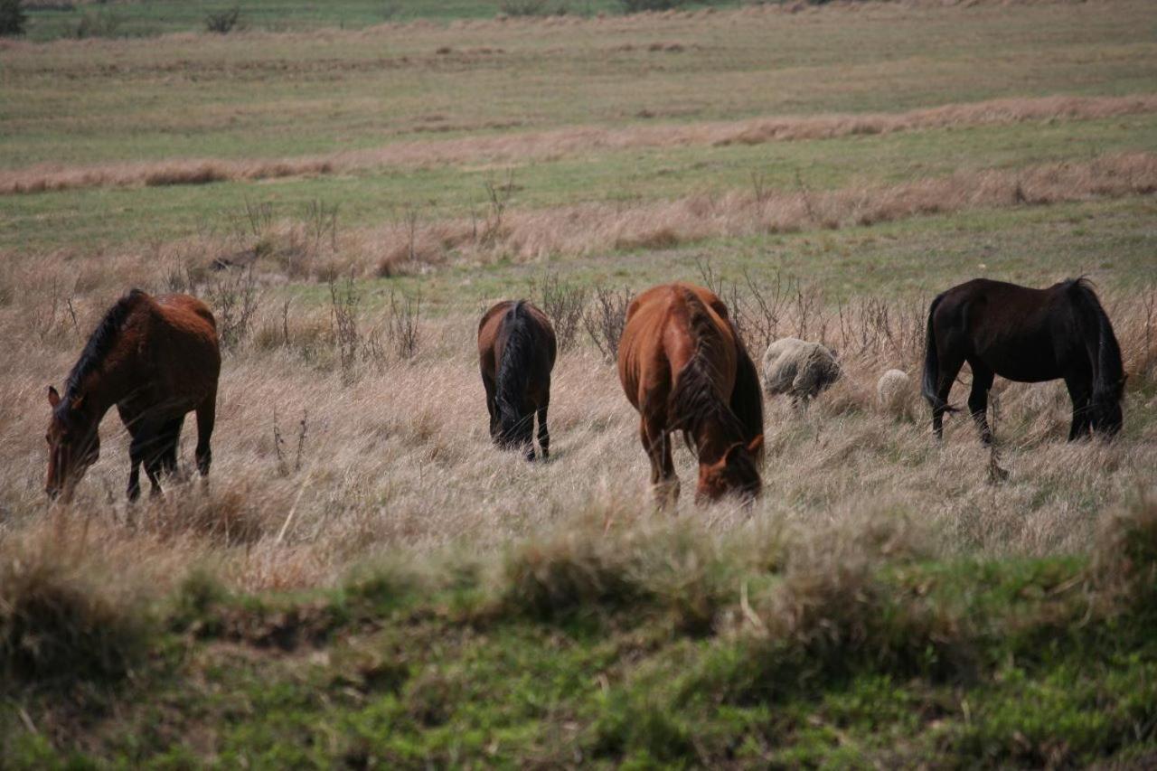 Forellenhof Guest Farm Wakkerstroom Buitenkant foto