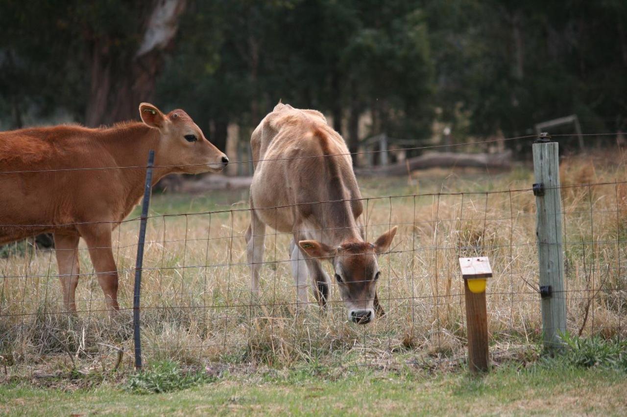 Forellenhof Guest Farm Wakkerstroom Buitenkant foto