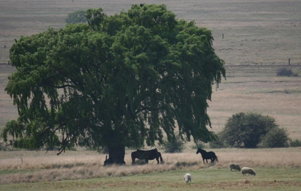 Forellenhof Guest Farm Wakkerstroom Buitenkant foto