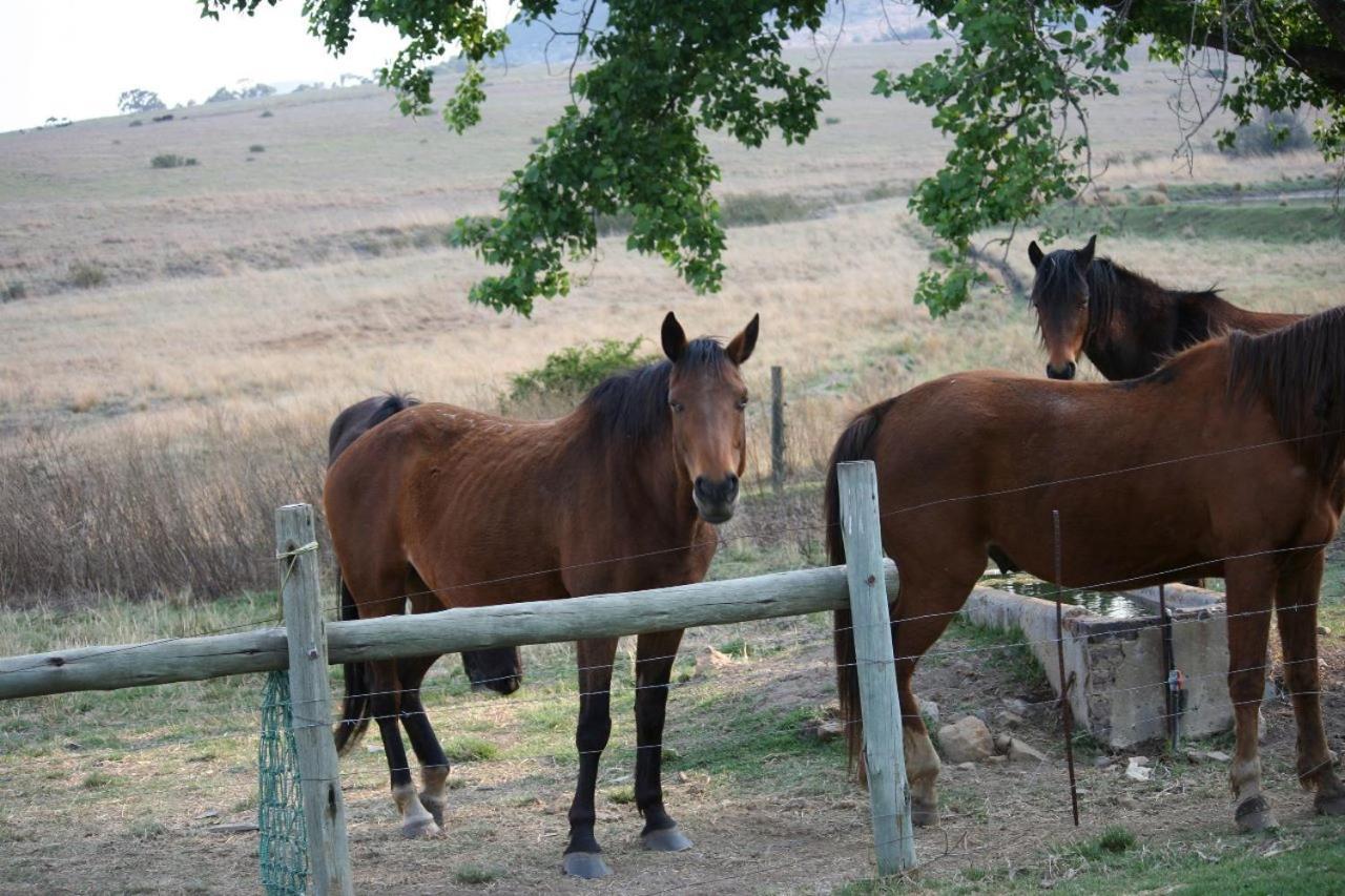 Forellenhof Guest Farm Wakkerstroom Buitenkant foto