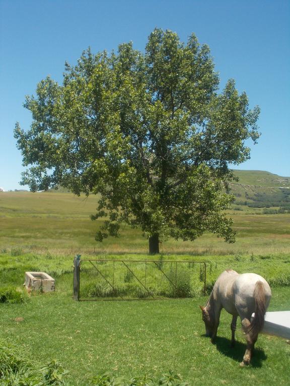 Forellenhof Guest Farm Wakkerstroom Buitenkant foto
